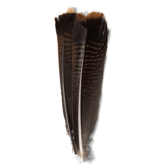 Mottled Turkey Feathers