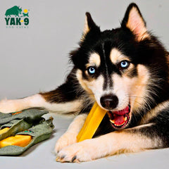 Yak-9 Dog Chew - Single