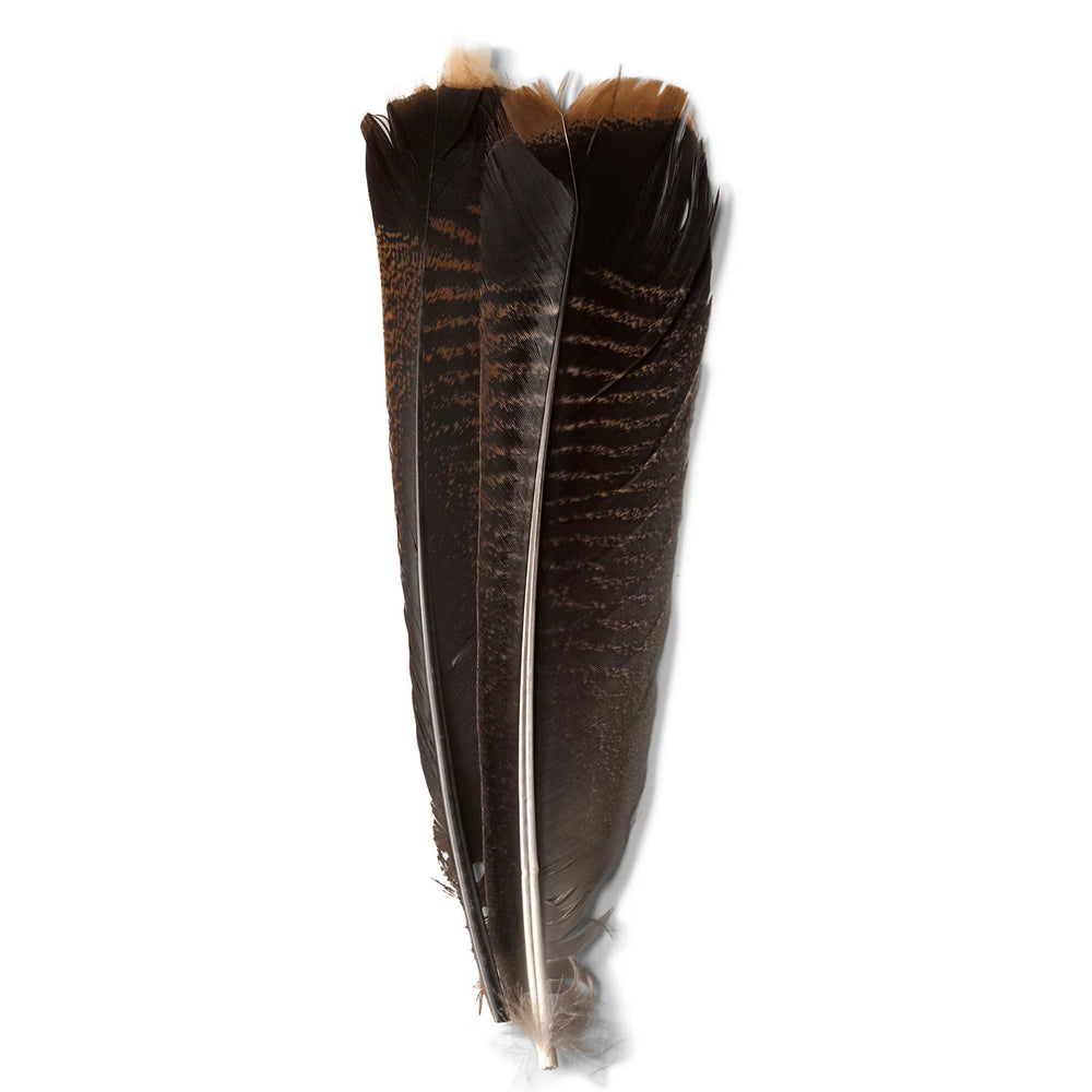 Mottled Turkey Feathers