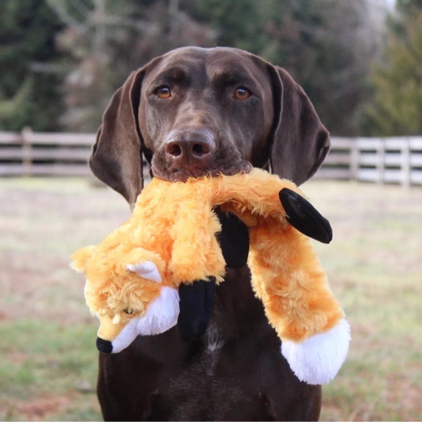Stuffless Fox Dog Toy